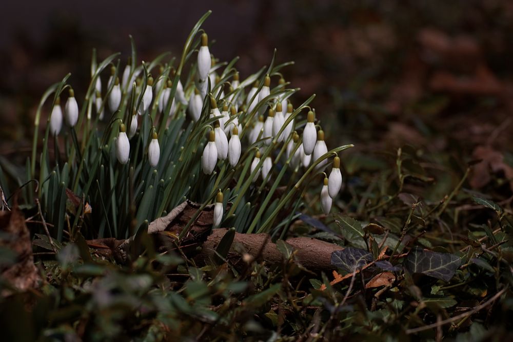  Galanthus