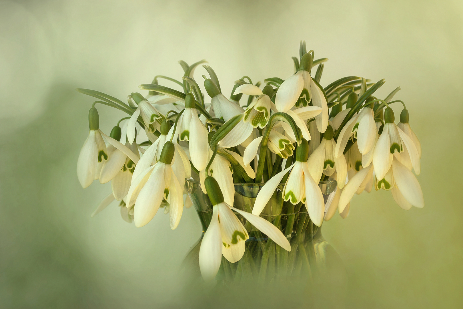 Galanthus.....