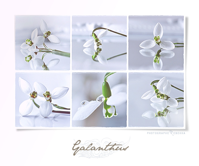 Galanthus