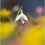 Galanthus....