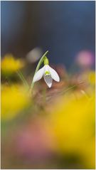 Galanthus....