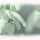 Galanthus