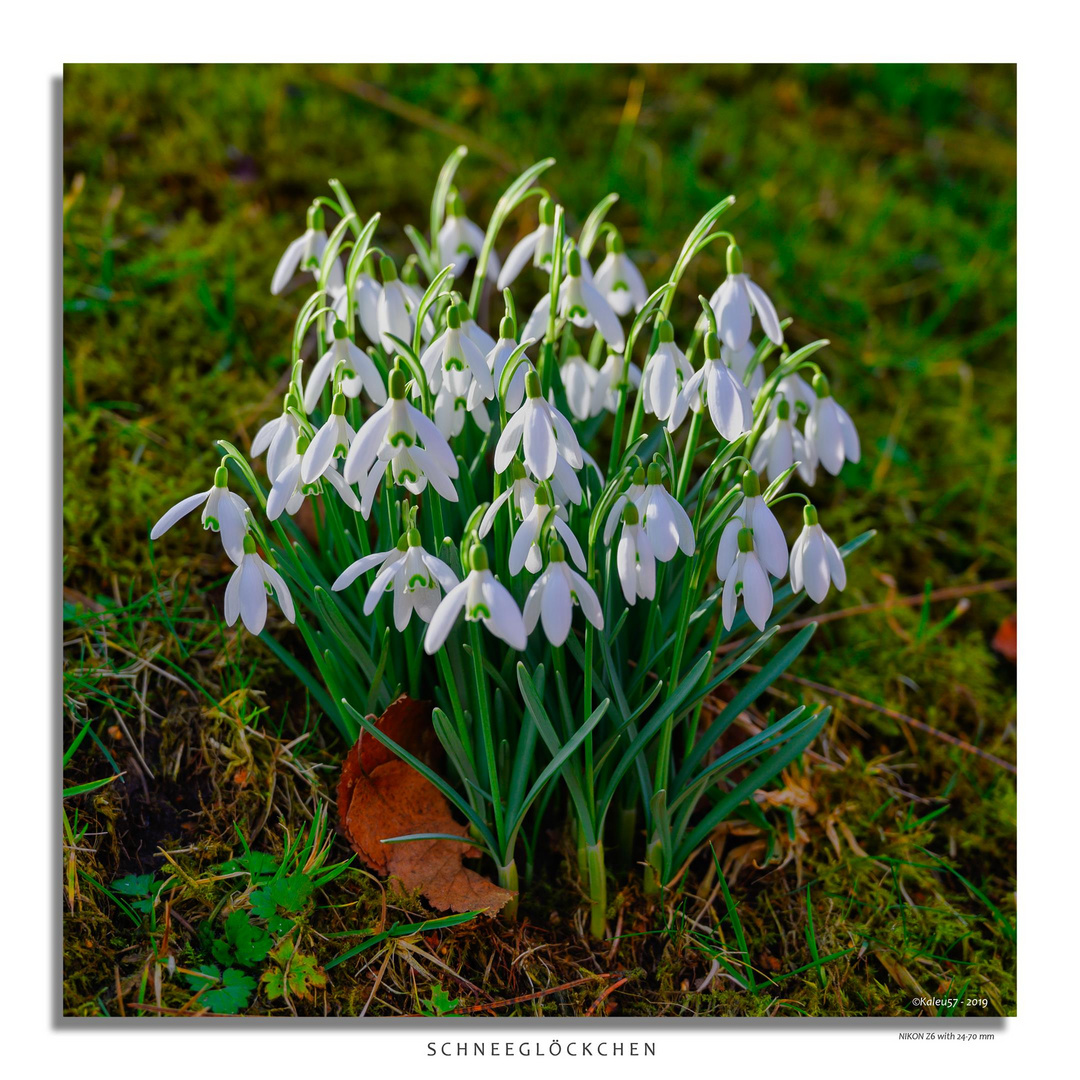 Galanthus