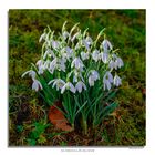 Galanthus