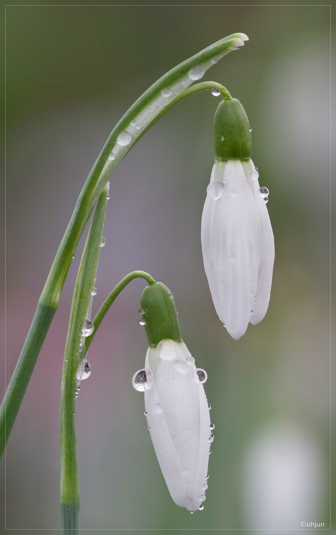 Galanthus