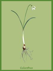 Galanthus