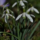 Galanthus