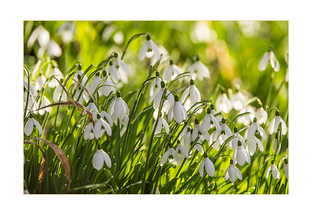 galanthus