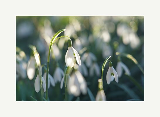 Galanthus 