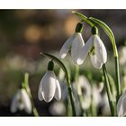 galanthus .....