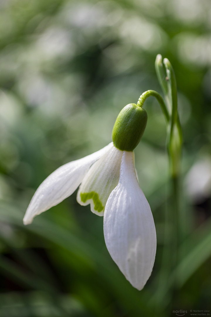 galanthus