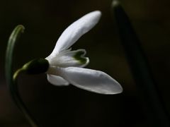 Galanthus*