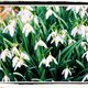 Galanthus