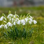 GALANTHUS 