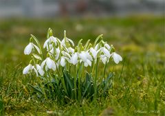 GALANTHUS 