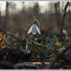 Galanthus