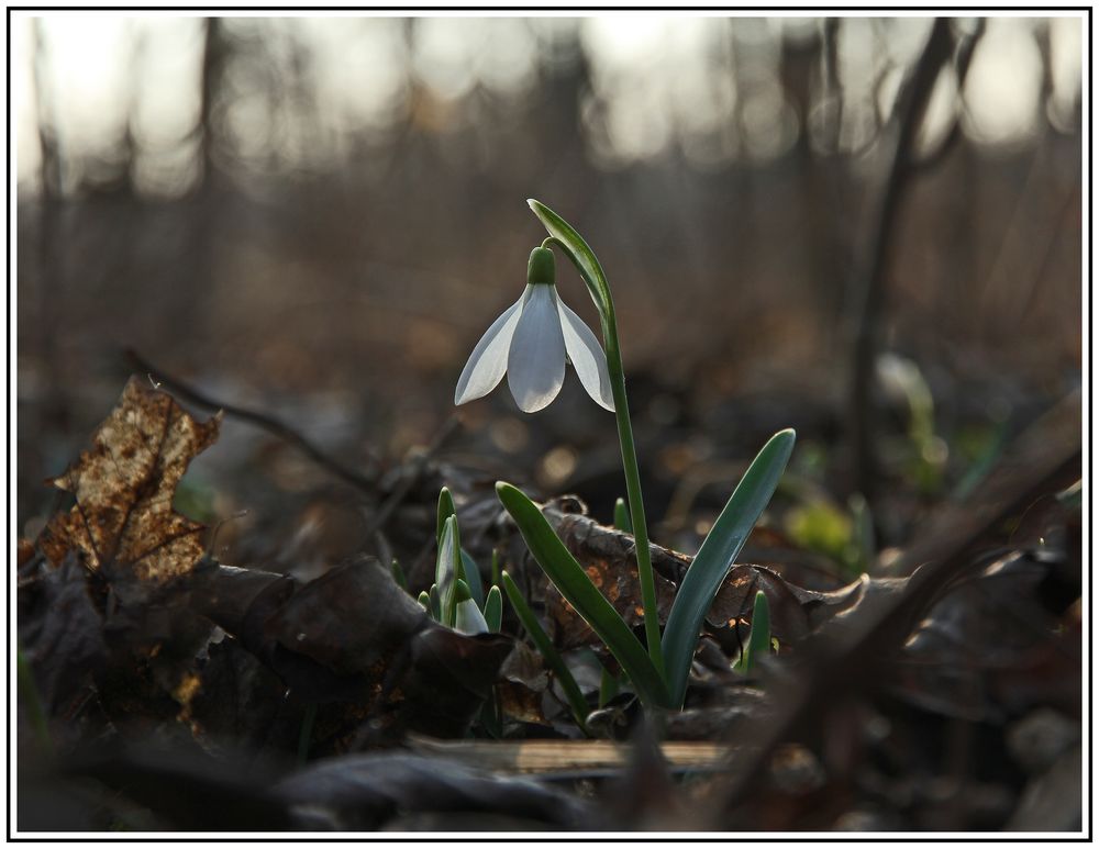 Galanthus