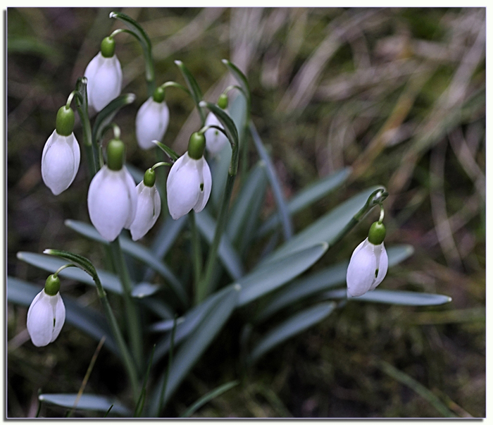 Galanthus