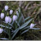 Galanthus