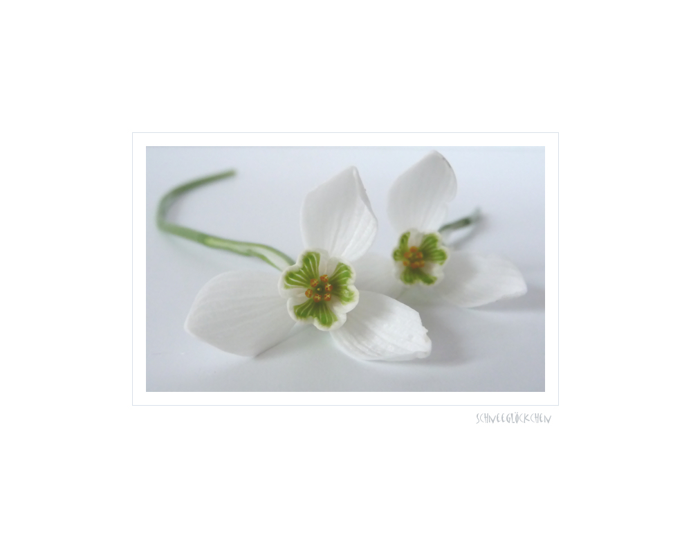 . galanthus .