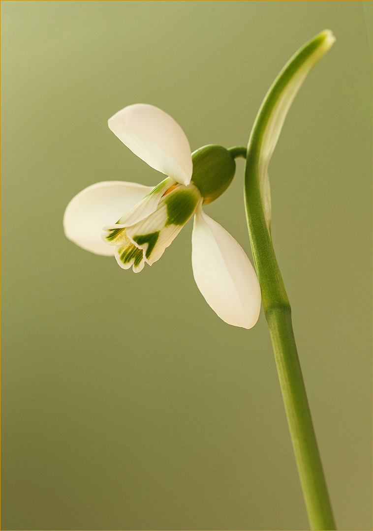 Galanthus - das Schneeglöckchen...