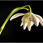 GALANTHUS 