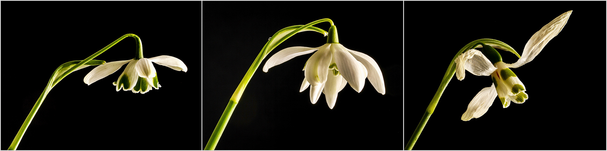 GALANTHUS 