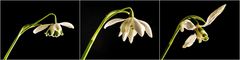 GALANTHUS 