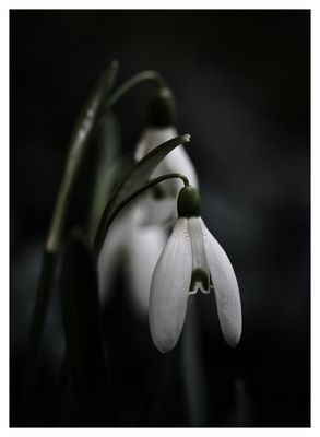 Galanthus