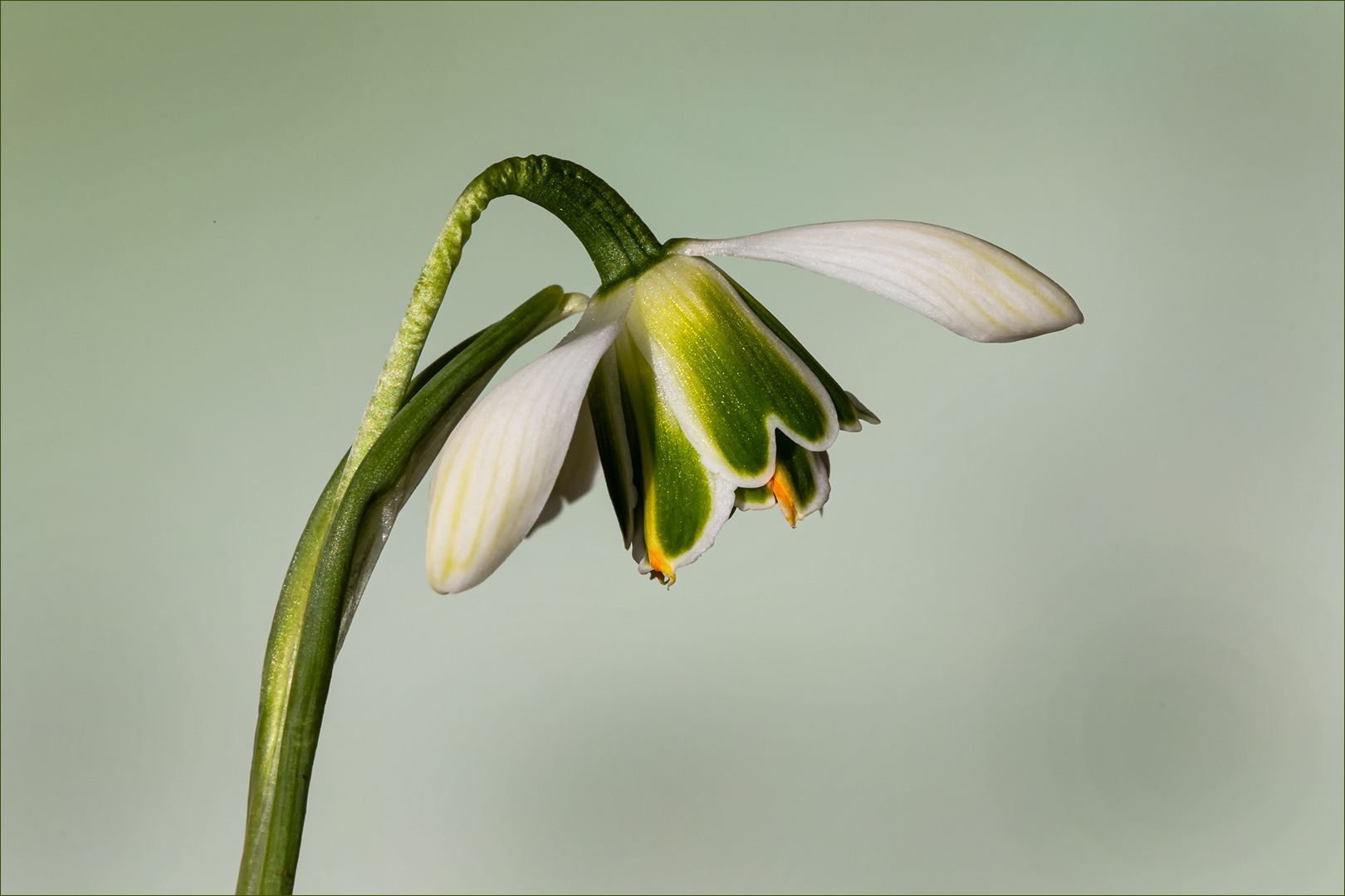 Galanthus elwesii