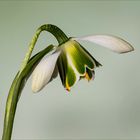 Galanthus elwesii