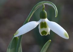 Galanthus elwesii `Hughes Emerald´