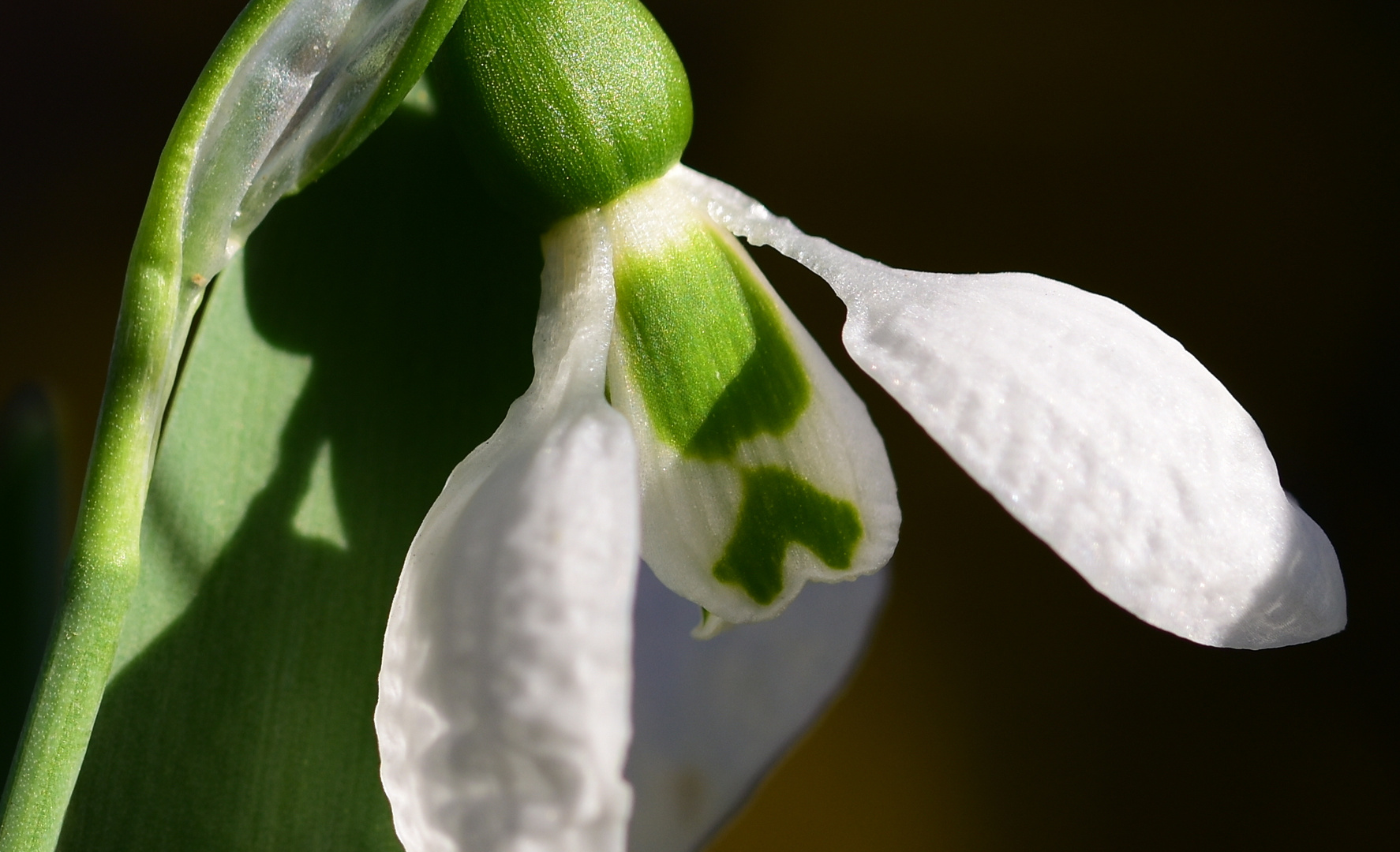 Galanthus elwesii `Hughes Emerald´ 