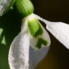 Galanthus elwesii `Hughes Emerald´ 