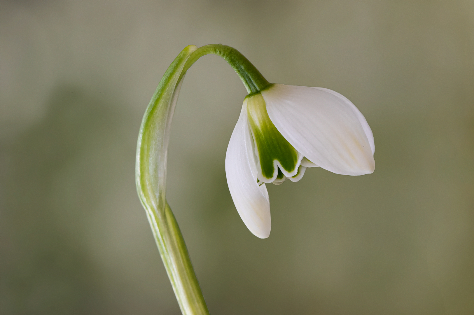 Galanthus elwesii.. II