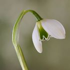 Galanthus elwesii.. II