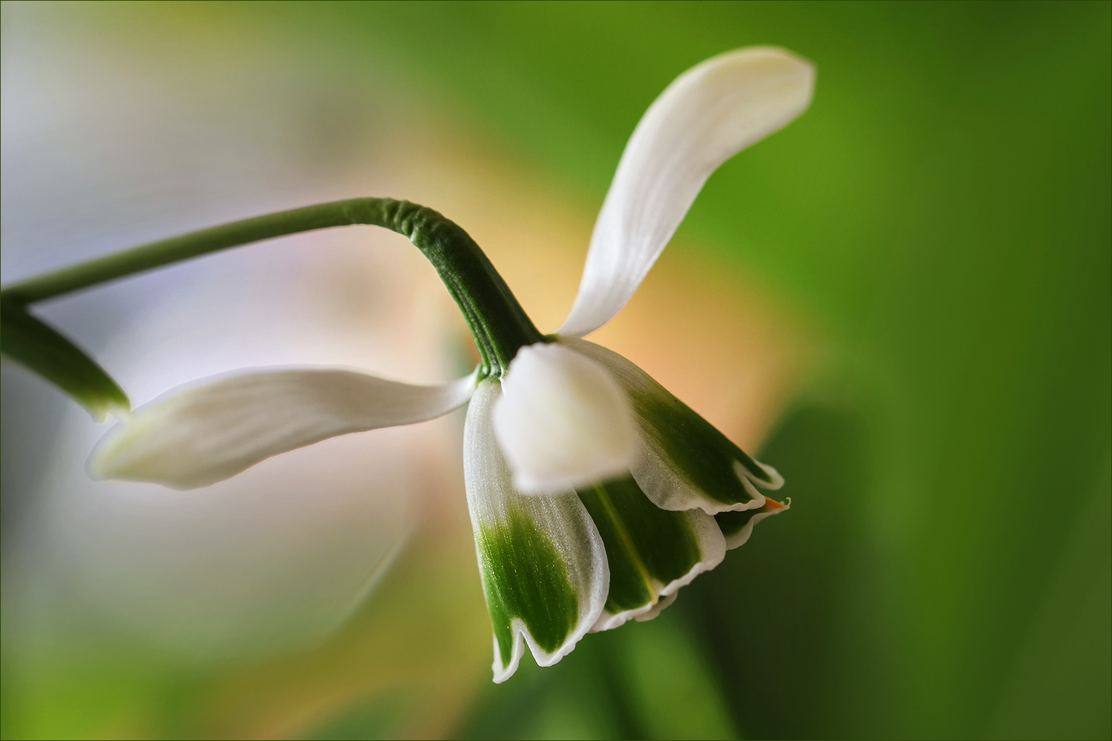 Galanthus elwesii  II.....