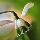 Galanthus elwesii  II.....