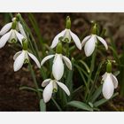 Galanthus - 