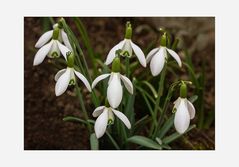 Galanthus - 