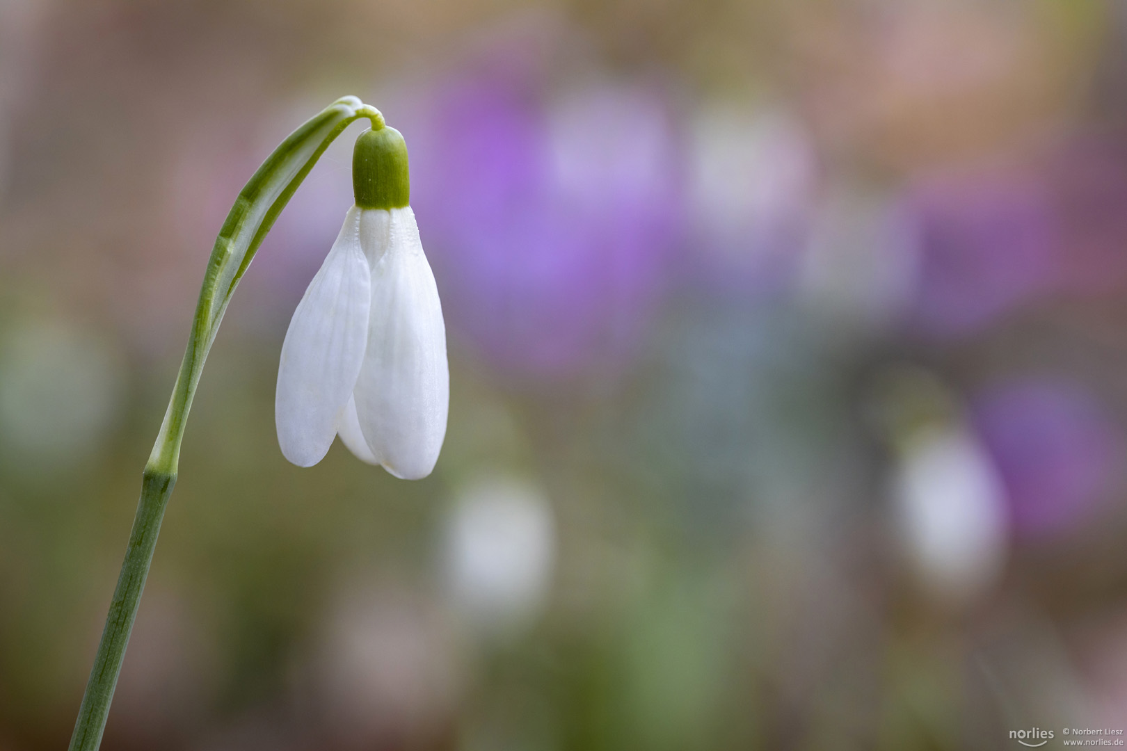 galanthus