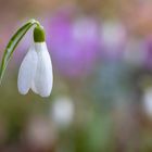 galanthus