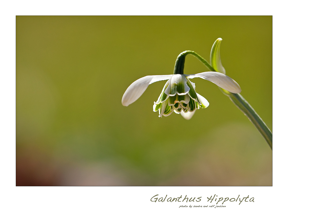 Galanthus Hippolyta