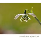 Galanthus Hippolyta