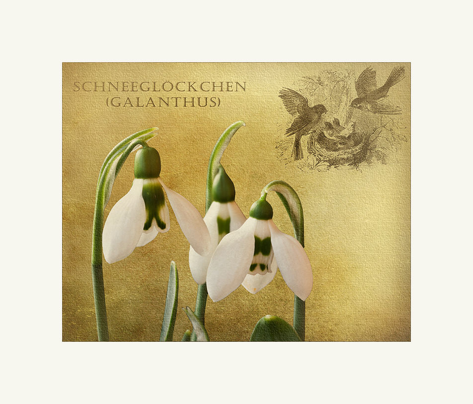 Galanthus II