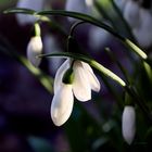 Galanthus magicus