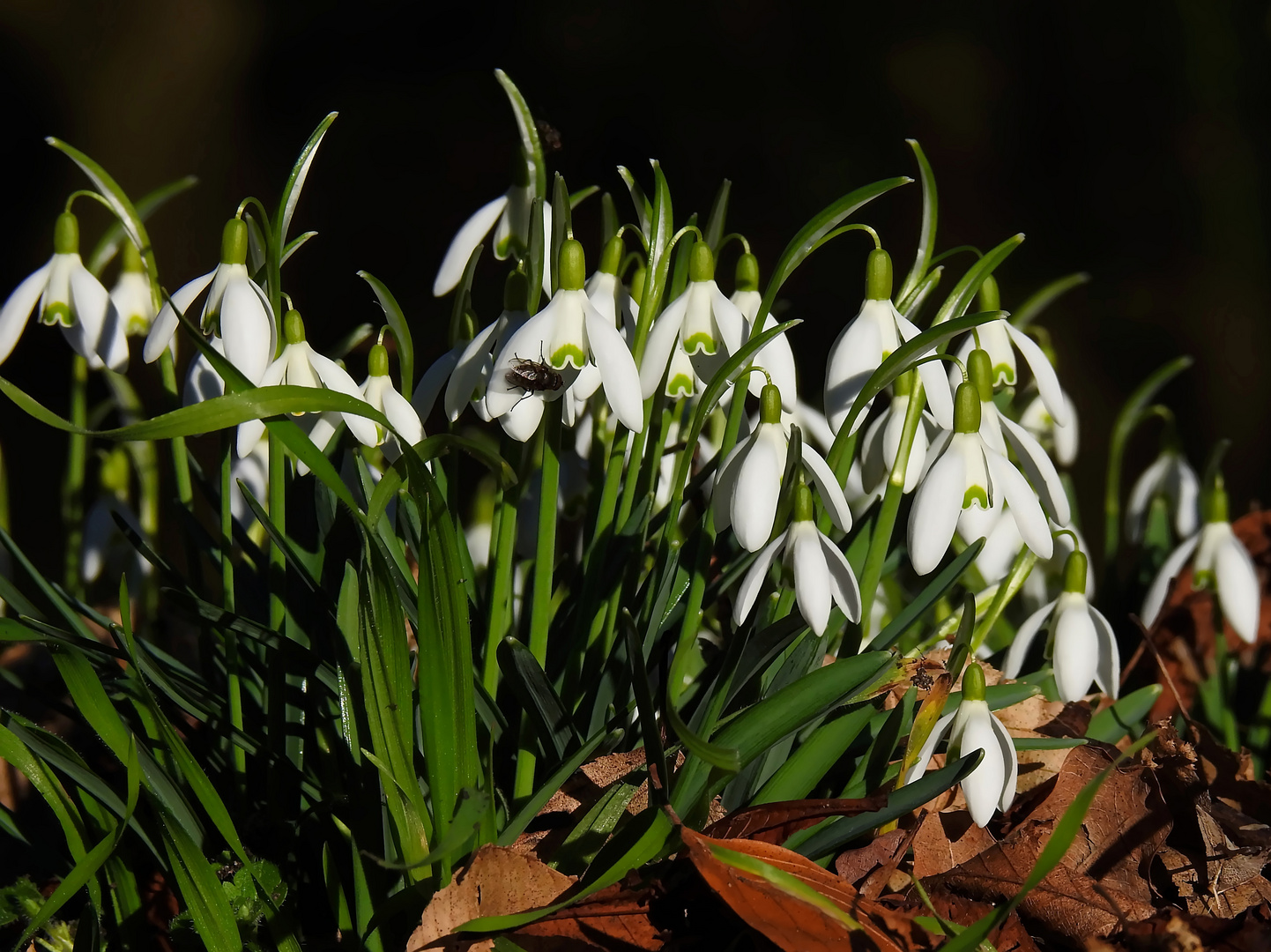 Galanthus mit Fliege