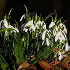 Galanthus mit Fliege