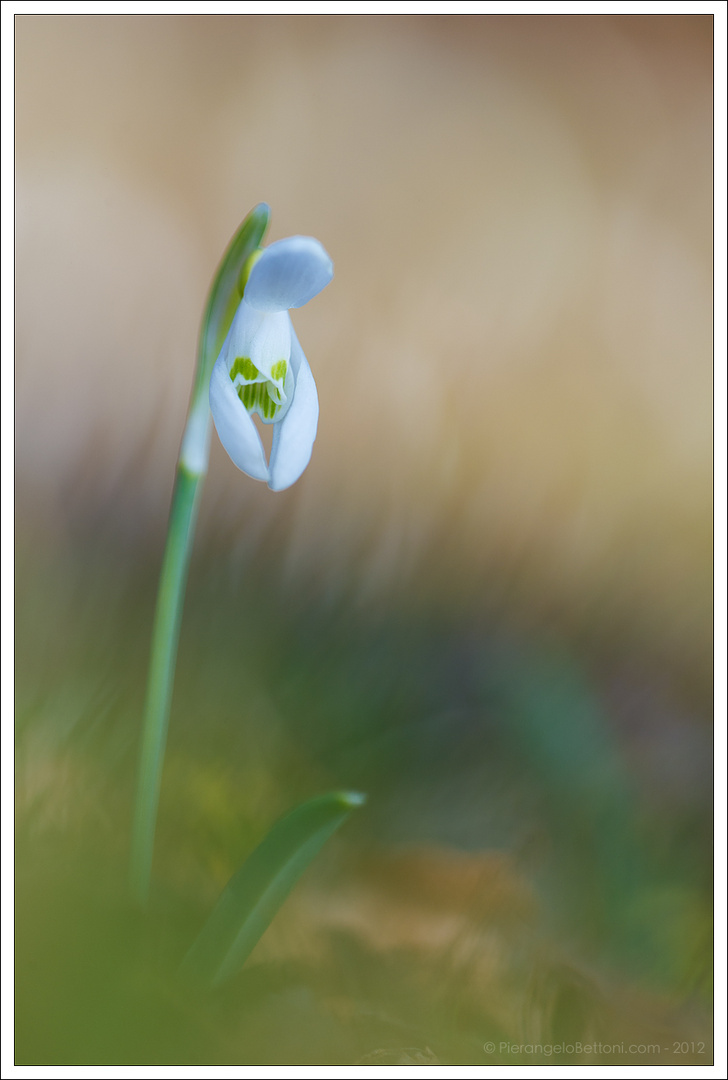 Galanthus nivali