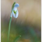 Galanthus nivali